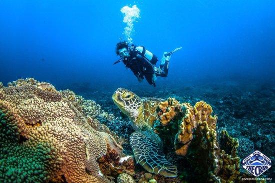 Diving the Crab